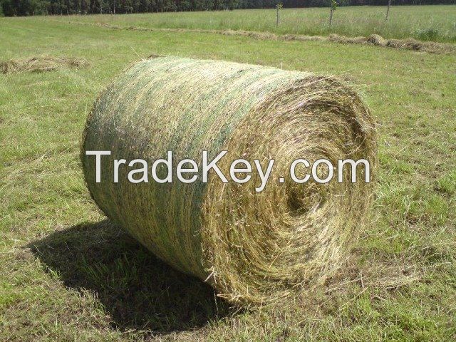 Ryegrass hay - 90-110 USD/ Tone