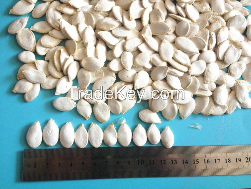 Snow White Pumpkin Seeds 13cm 13mm 11cm 11mm