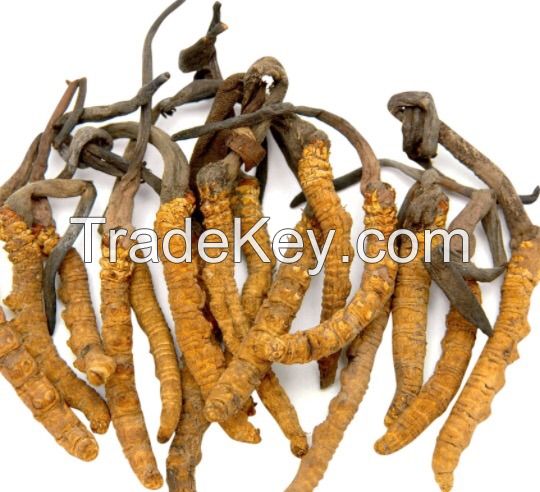 Cordyceps Sinensis