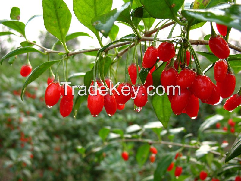 Farm Direct Supply BCS Certificate Organic Goji Berries Whole Sale