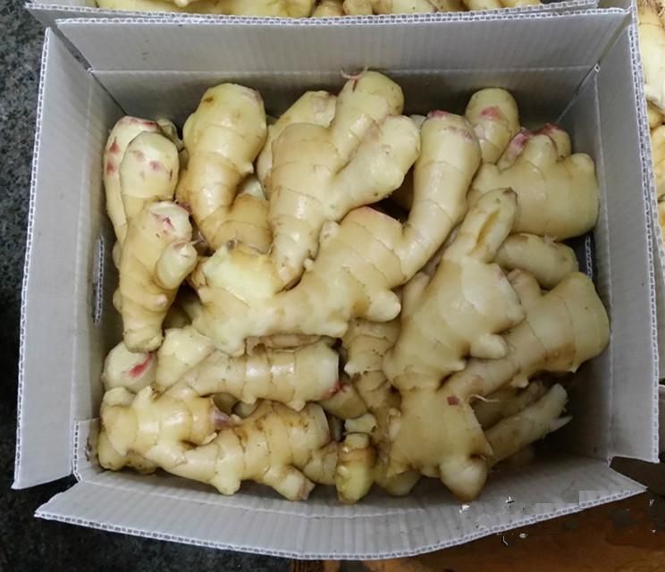 2016 new fresh ginger at cheap price