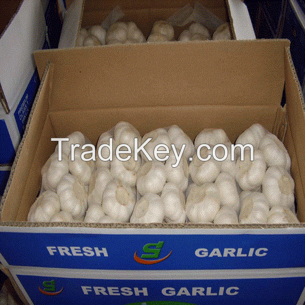 2016 new fresh white garlic at cheap price