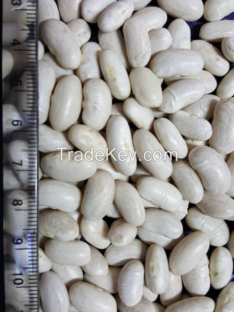 good quality canned white kidney bean in tin