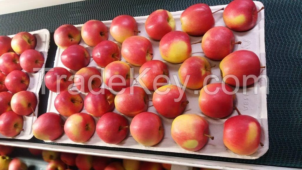 Fresh Polish apples