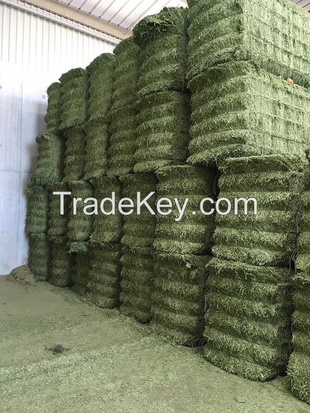 DEHYDRATED ALFALFA HAY VERY GREEN COLOR