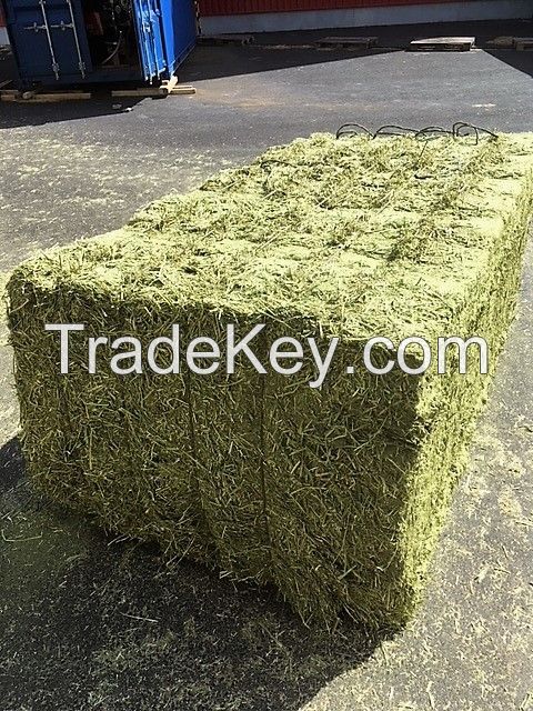 DEHYDRATED ALFALFA HAY VERY GREEN COLOR