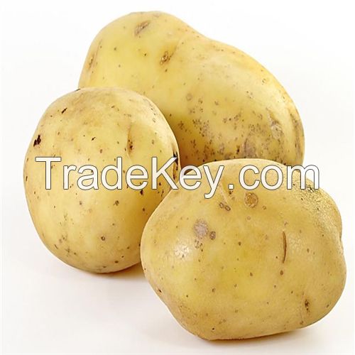 High Quality Tot Sell Potato