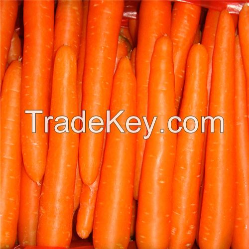 High Quality Hot Sell Carrot