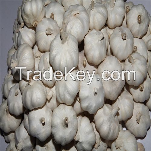 High Quality Pure White Garlic