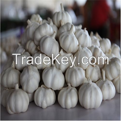 High Quality Pure White Garlic