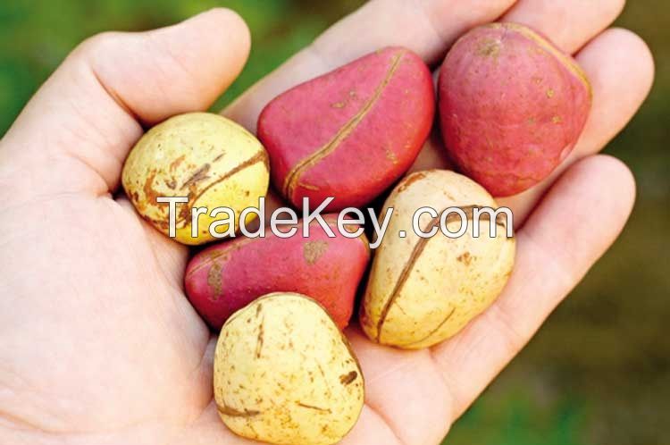 Non Toxicating Tropical Rainforest Kola Nuts