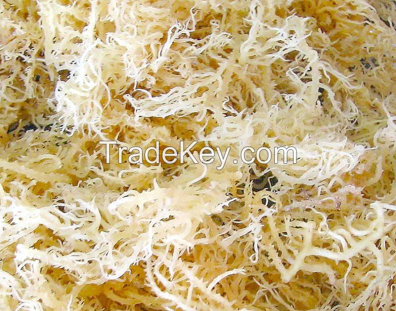 Dried E.Cottonii Seaweed and Spinosum Seaweed for Carrageenan