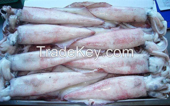 Whole round frozen squid wholesale