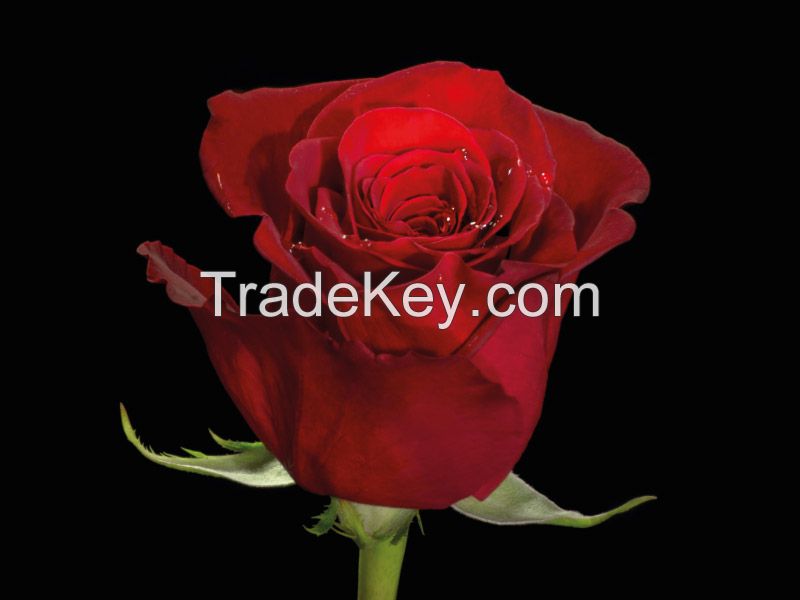 Ecuadorian Fresh Cut Roses