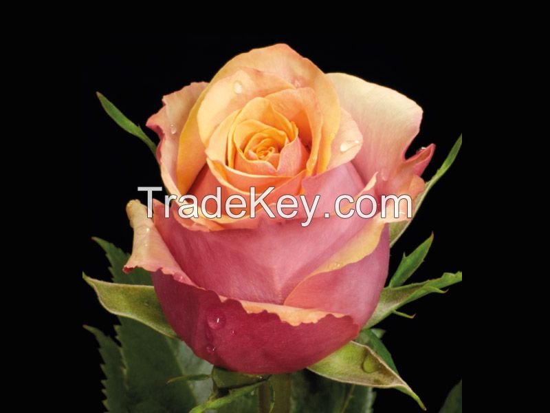 Ecuadorian Fresh Cut Roses