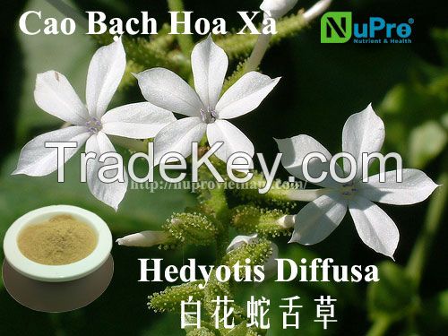 hedyotis diffusa extract powder