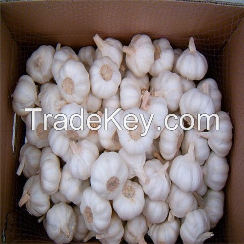 Hot sell Garlic in Cartons