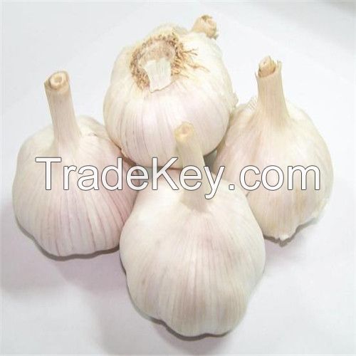 Hot sell Red garlic