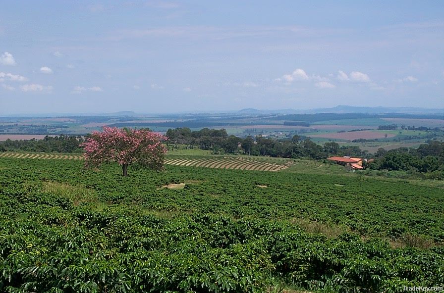 Arabica Coffee Farm