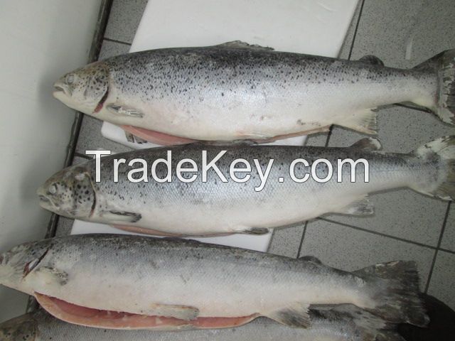 Atlantic Salmon