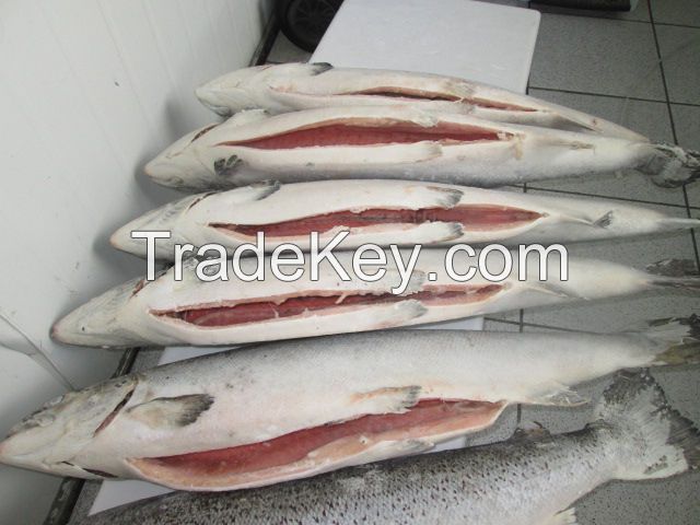 atlantic salmon