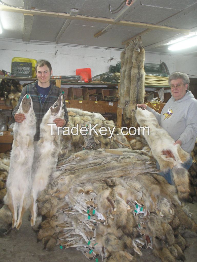 RAW ANIMAL FUR - LARGE QUANTITIES &amp; SELECTIONS: COYOTE - MUSKRAT - BEAVER - HEAVY NORTHERN RACCOON - WILD MINK - RED &amp; GRAY FOX