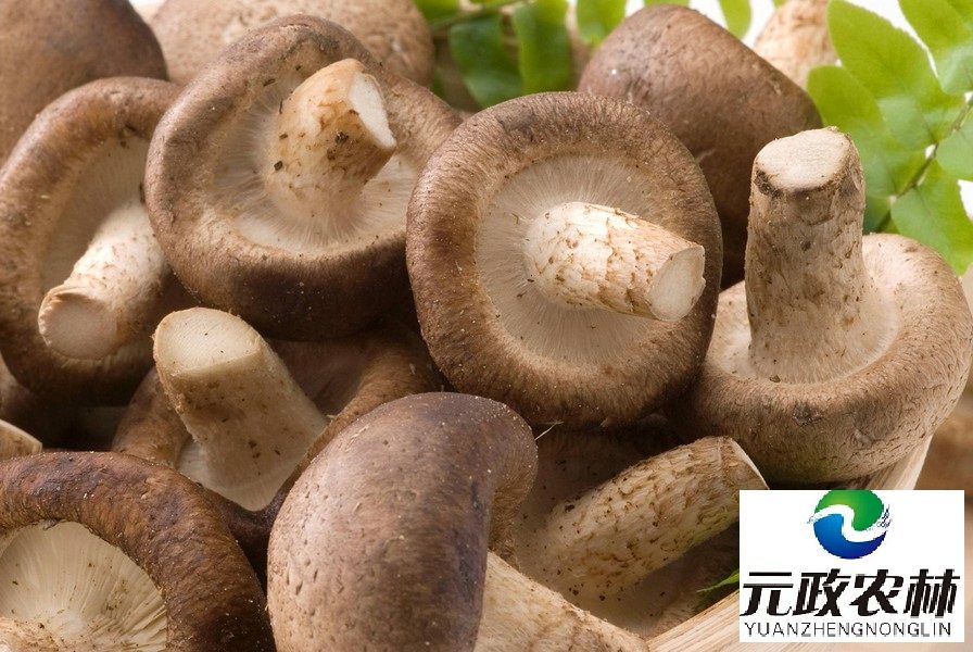 Edible Organic Shiitake Mushroom