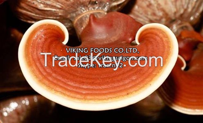 LINGZHI MUSHROOM/GANODERMA - THE BEST PRICE