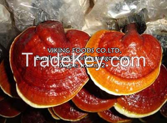 LINGZHI MUSHROOM/GANODERMA - THE BEST PRICE