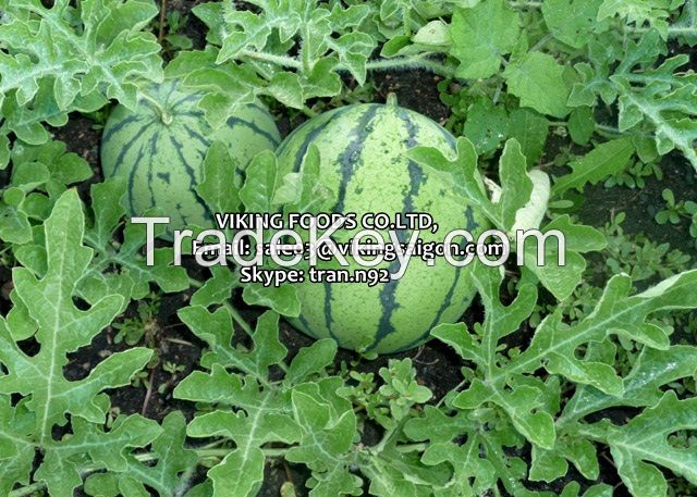 WATERMELON  [FOR SALE]