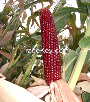 Feed corn (red coloured)