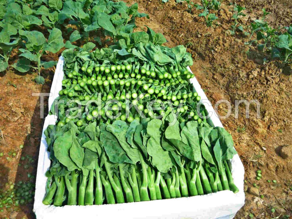 Hot Sale Natural Fresh Kale