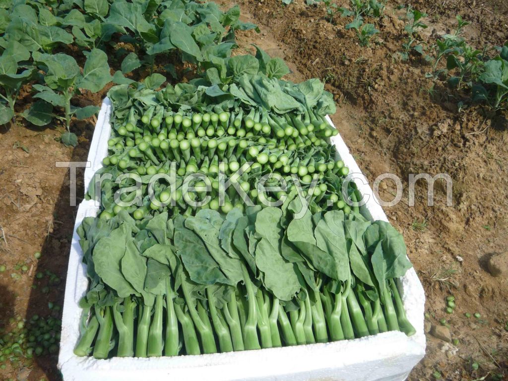 Natural Fresh Kale -High Quality