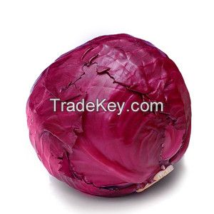 Wholesale Natural Fresh Purple Cabbage