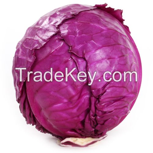 Natural Fresh Purple Cabbage -High Quality