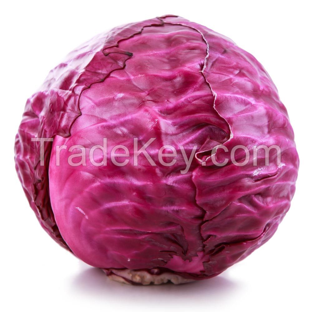 Natural Fresh Purple Cabbage -High Quality