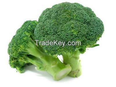 Wholesale Natural Fresh Broccoli