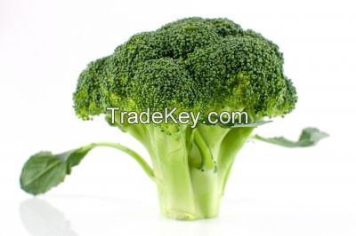 Wholesale Natural Fresh Broccoli