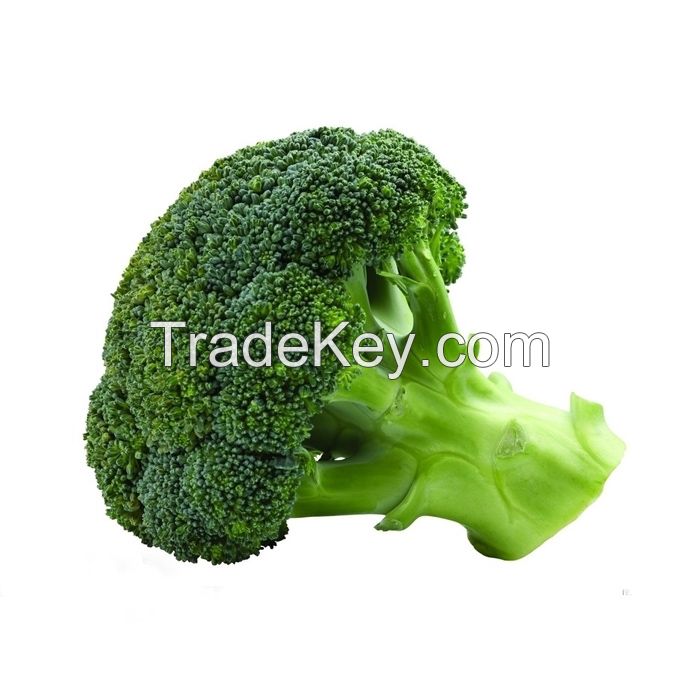 Natural Fresh Broccoli -High Quality