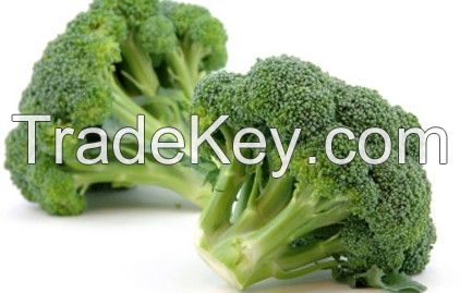 Natural Fresh Broccoli -High Quality