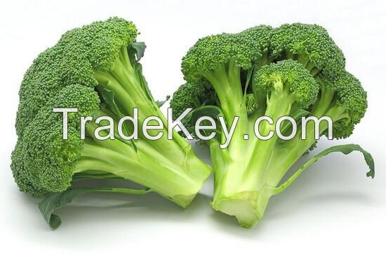 Natural Fresh Broccoli -High Quality