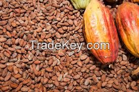 Cocoa Beans