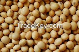 SoyBeans