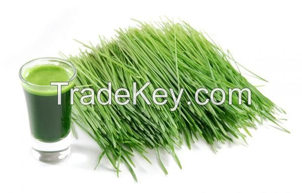 Organic Wheat Grass Powder