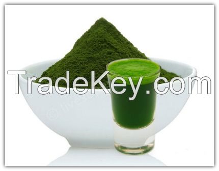 Organic Wheat Grass Powder