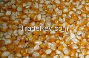 Yellow Corn