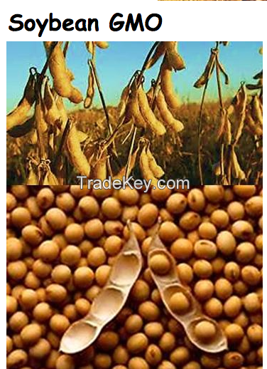 Soybean GMO