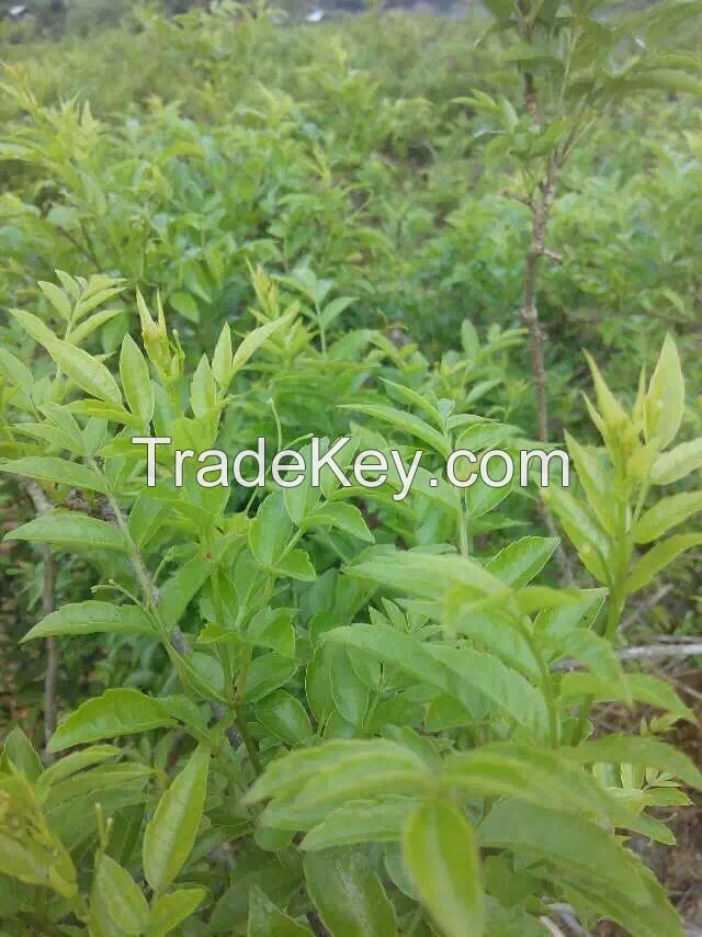 Nature Healthy Longevity tea- wild vine greentea green tea for Fat people 80G/pack 