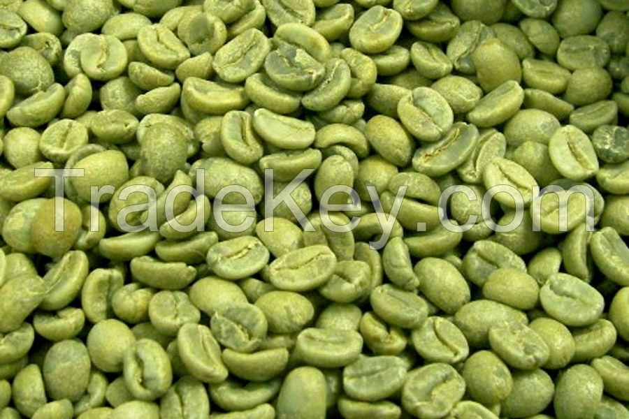 Powder Form Dosage Green Coffee Bean Extract 50% Chlorogenic Acids