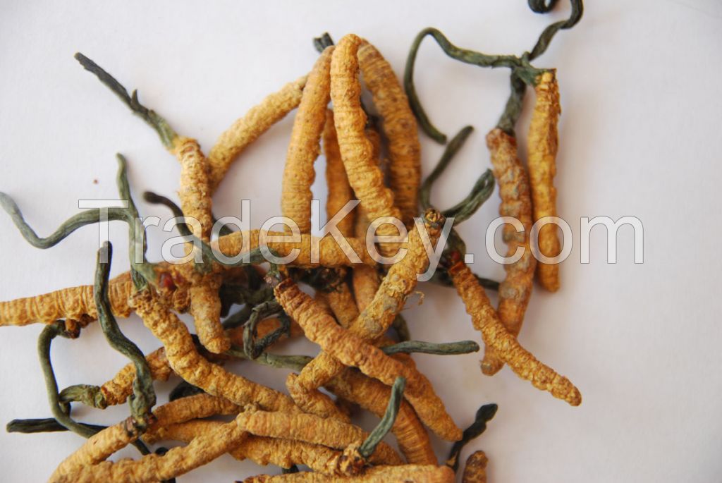 Cordyceps Fungus